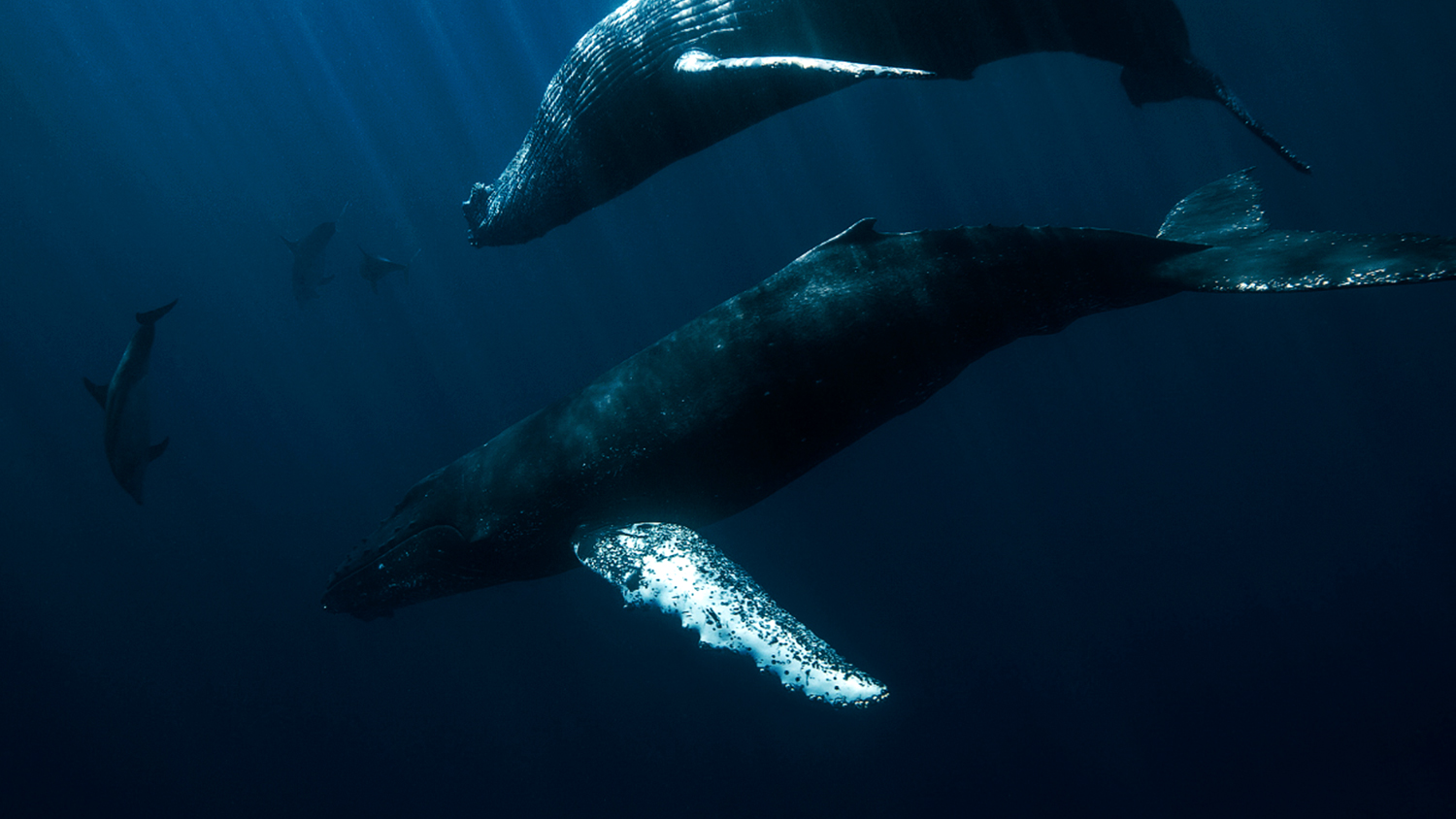 Massive Attack Supports Parley with "Home of the Whale"