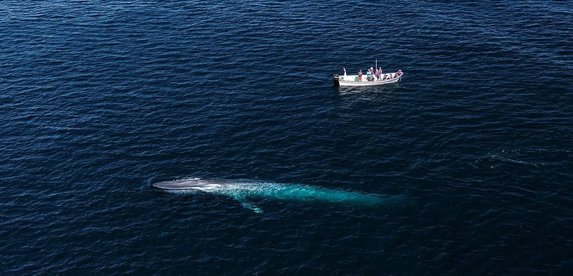 Parley SnotBot® diary: Sea of Cortez