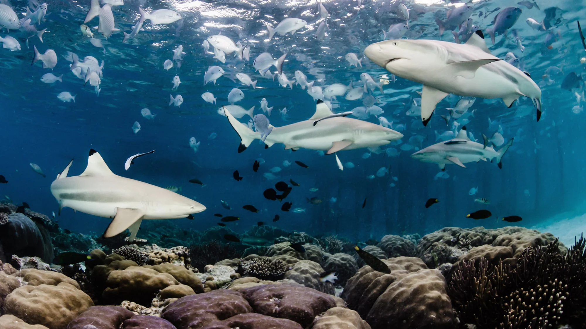 Shawn Heinrichs: Shadows in the Deep