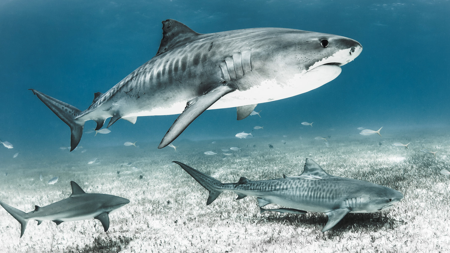 Shawn Heinrichs Shadows In The Deep Parley - 