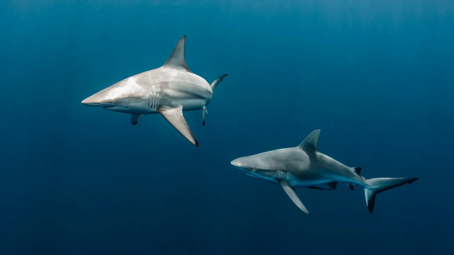 Shawn Heinrichs Shadows In The Deep Parley - 