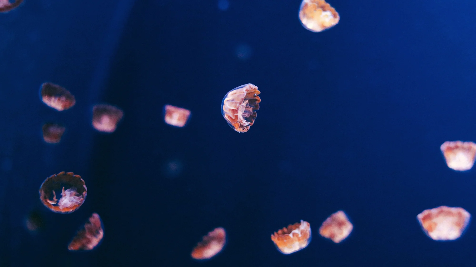 State of the Oceans —&nbsp;Log 5