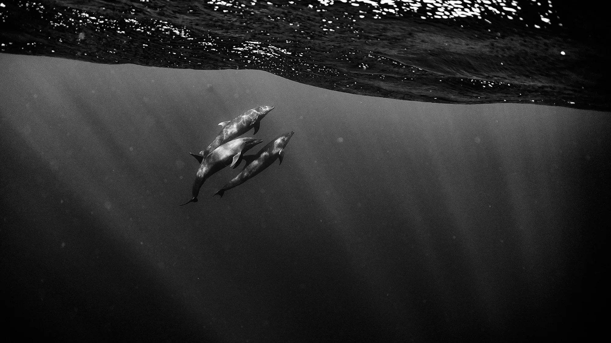 ENDOCRINE DISRUPTORS FOUND IN DOLPHINS