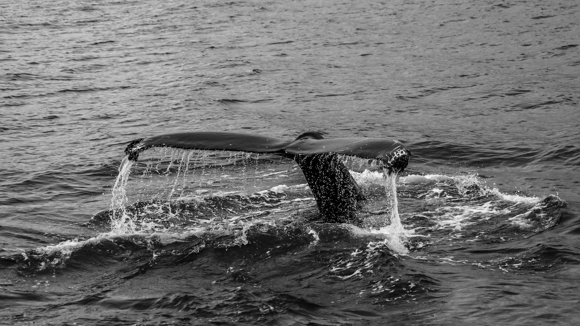 State of the Oceans —&nbsp;Log 12