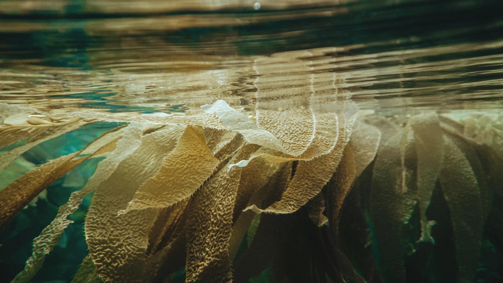 The Biofabricators: AlgiKnit