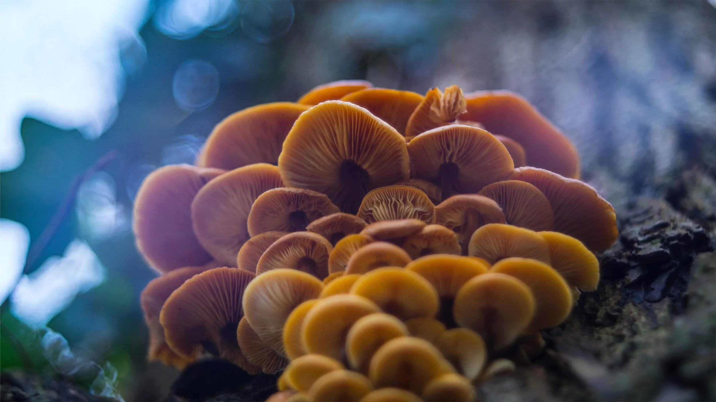 The Biofabricators: Ecovative