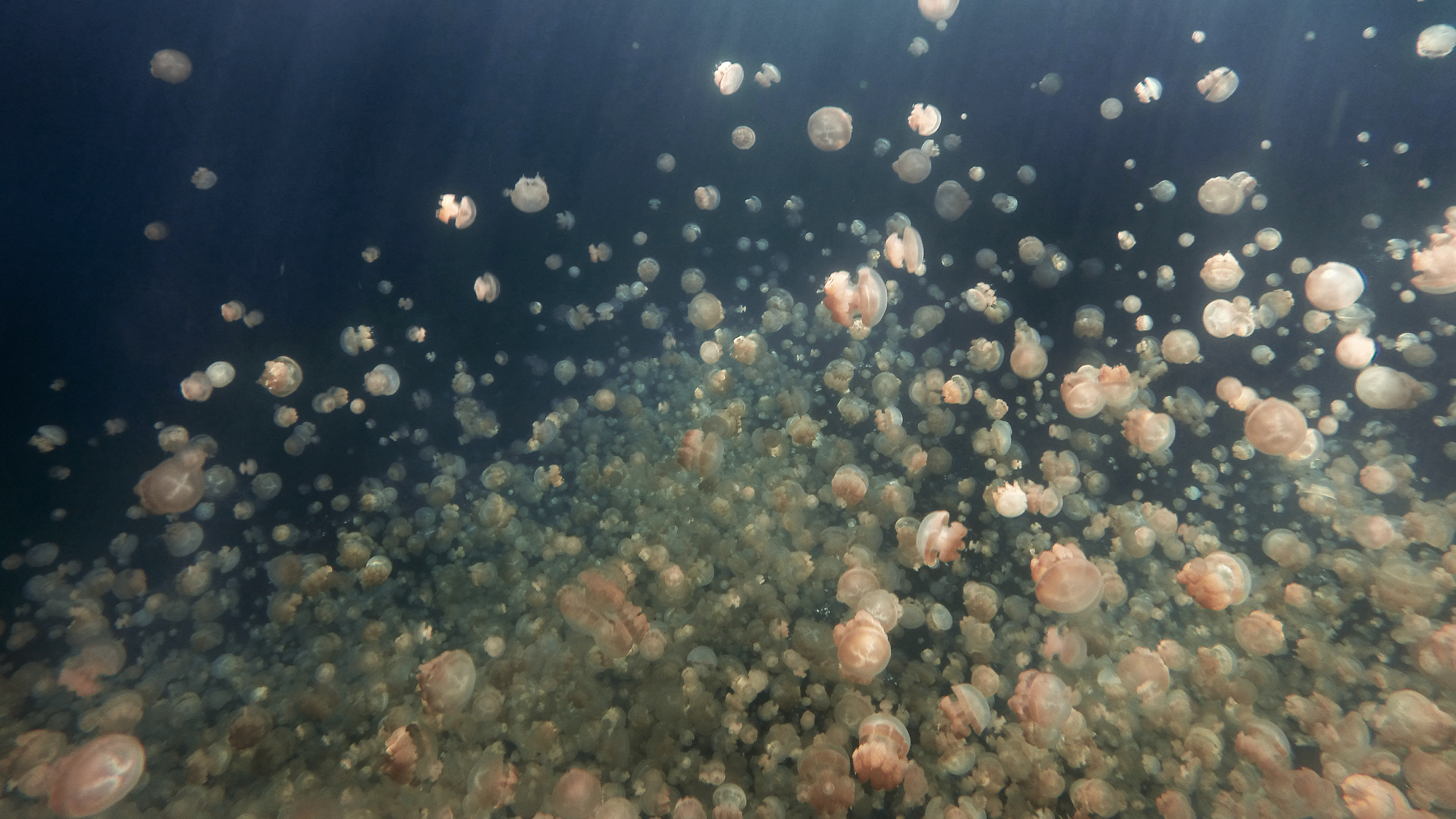 State of the Oceans —&nbsp;Log 14