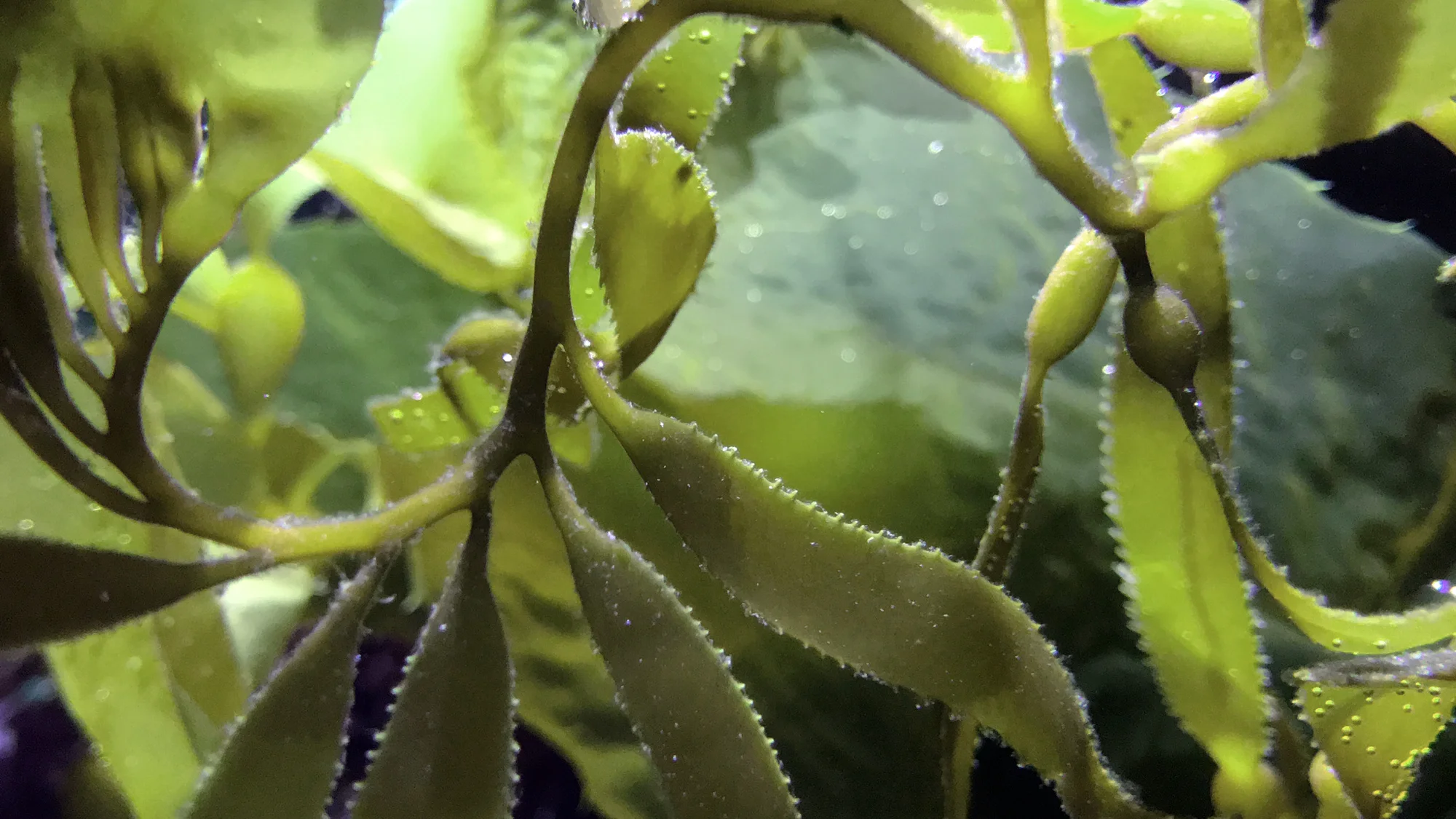 The Biofabricators: Algix