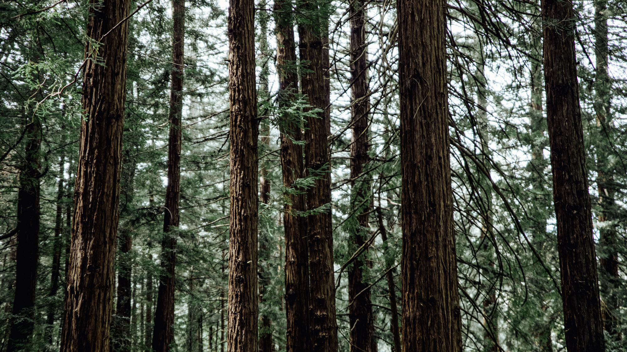 The Biofabricators: Mobius