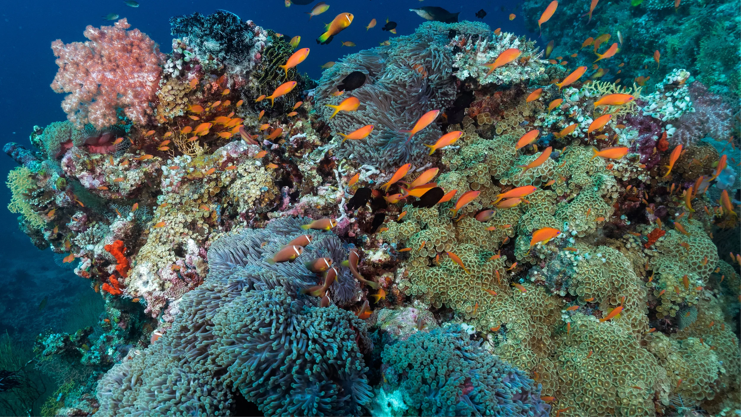 All photography by Rick Miskiv – Director of Underwater Photography for The Hydrous.