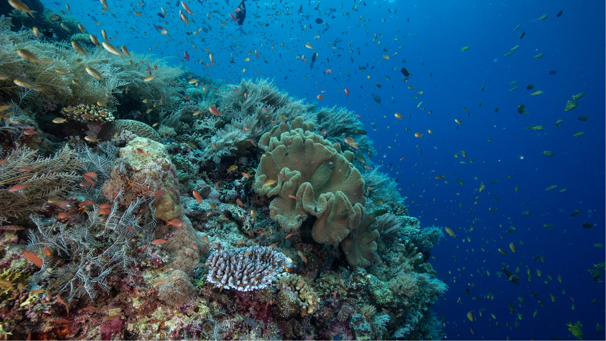 Mapping Coral to Save Reefs
