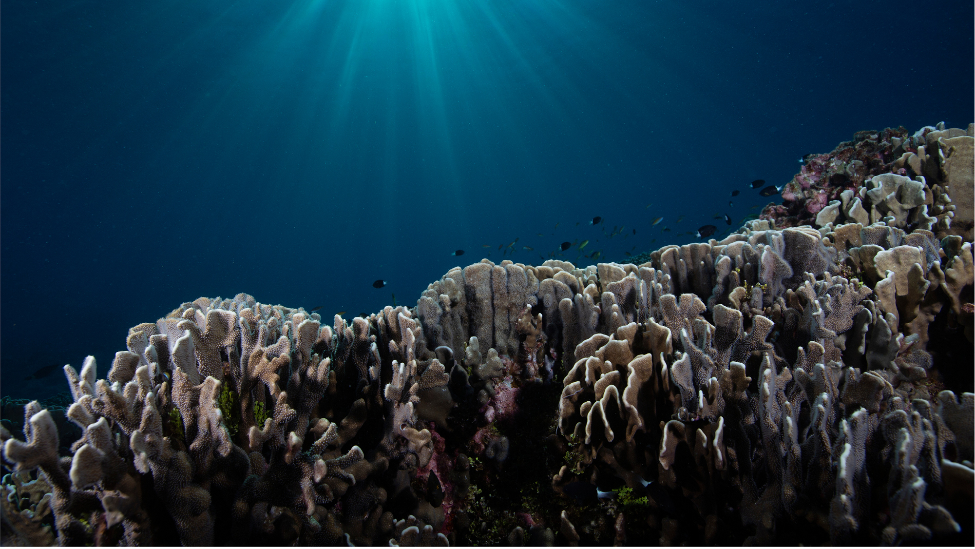 Science vs Plastic: Corals