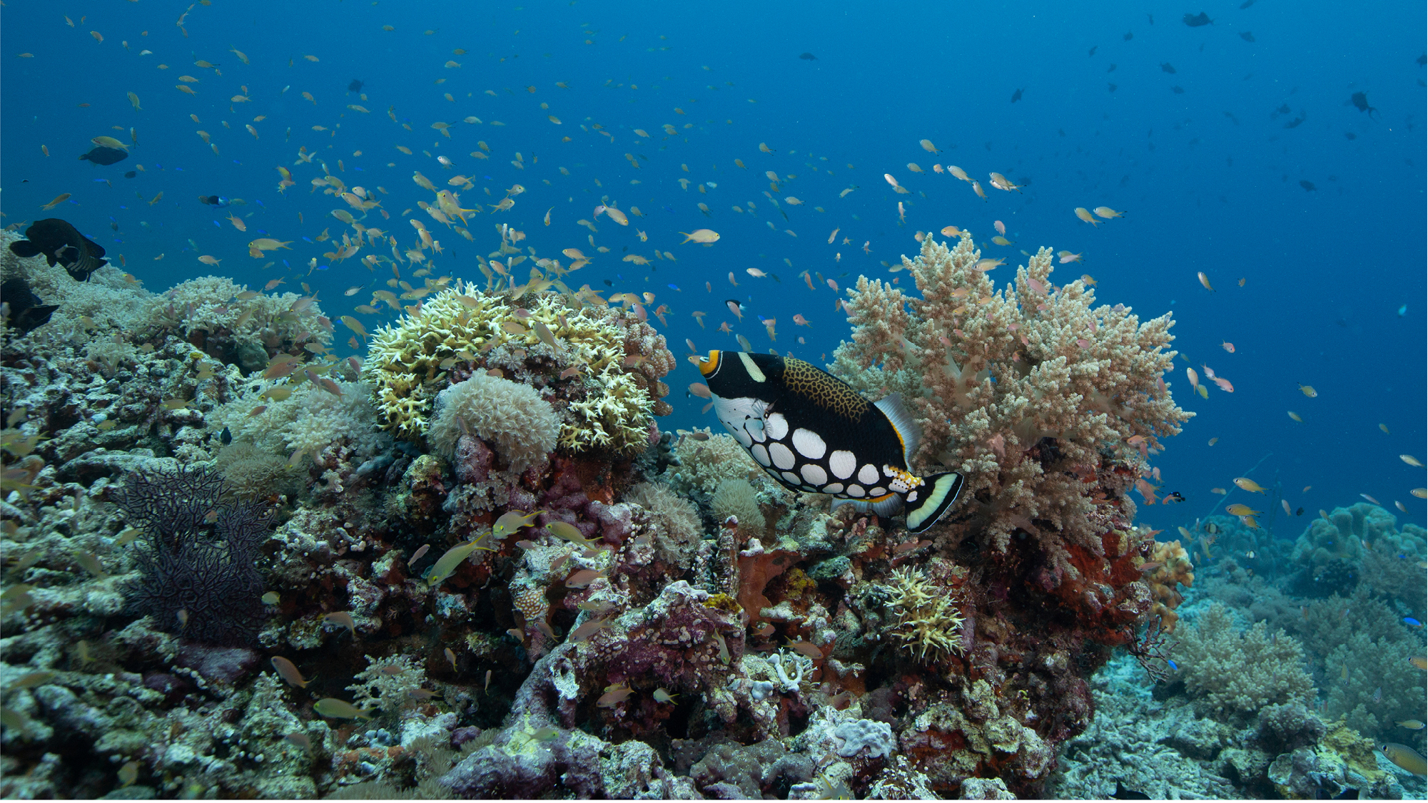 State of the Oceans special: Year of the Reef 2018