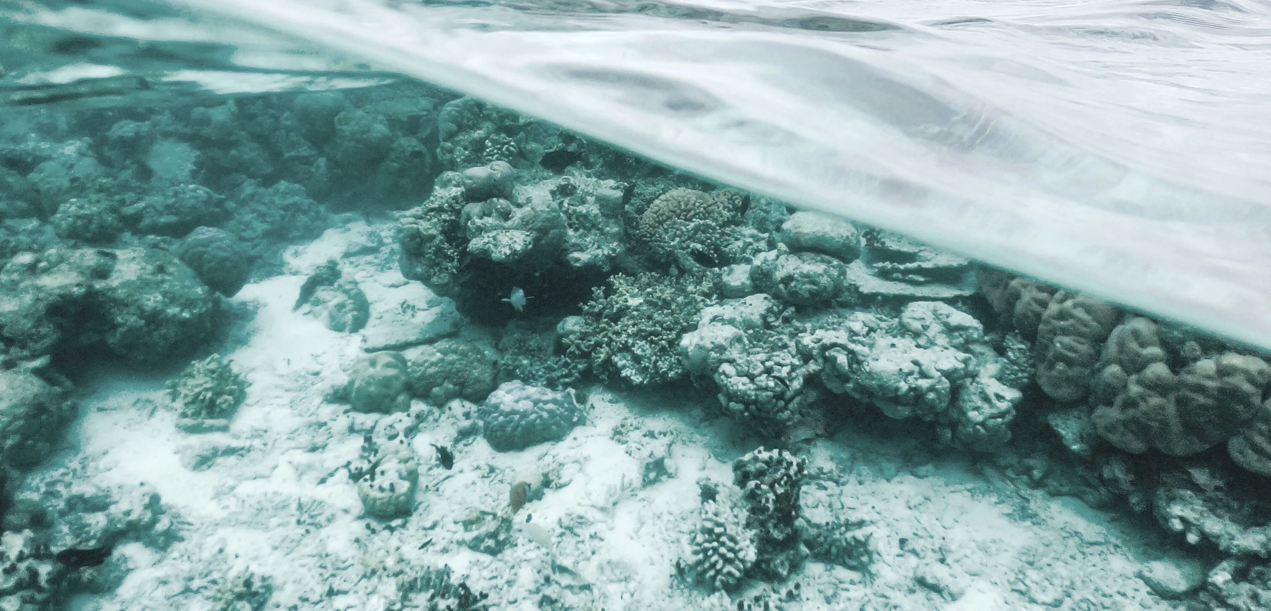 Sunscreen: A chemical threat to coral reefs and human health