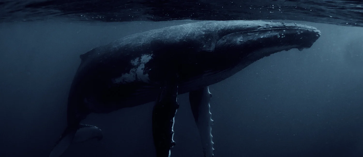 whale.jpg