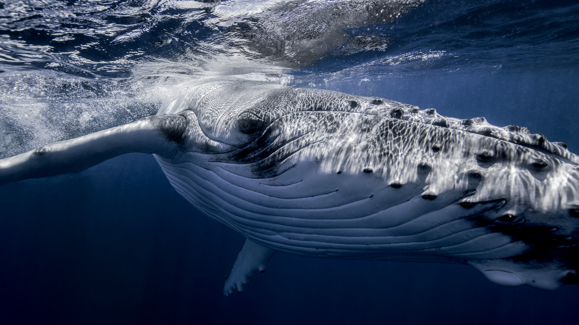 Singing with the Whales