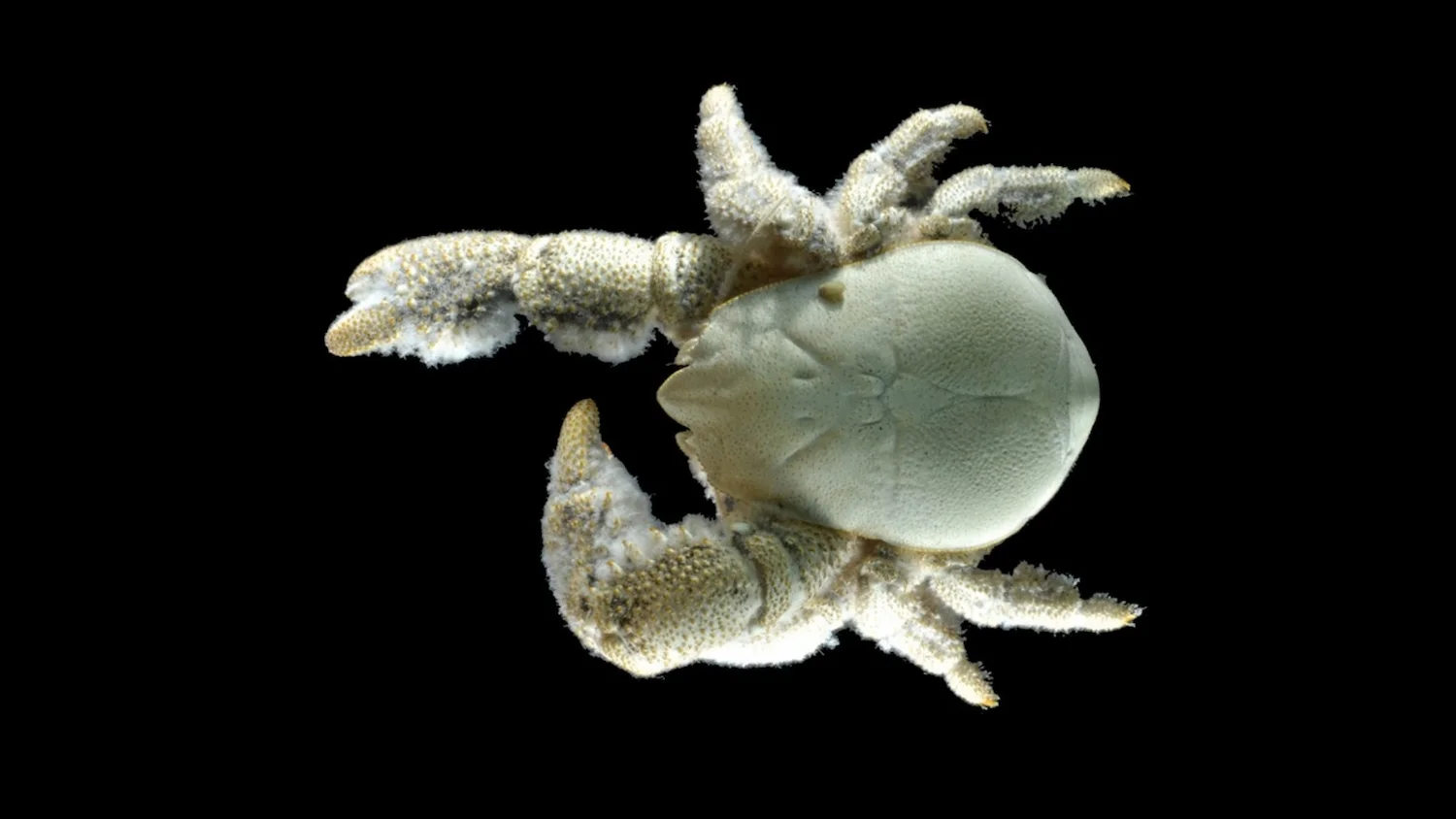 Top photo by Ifremer / A. Fifis. Above photo by NERC (National Environment Research Council)