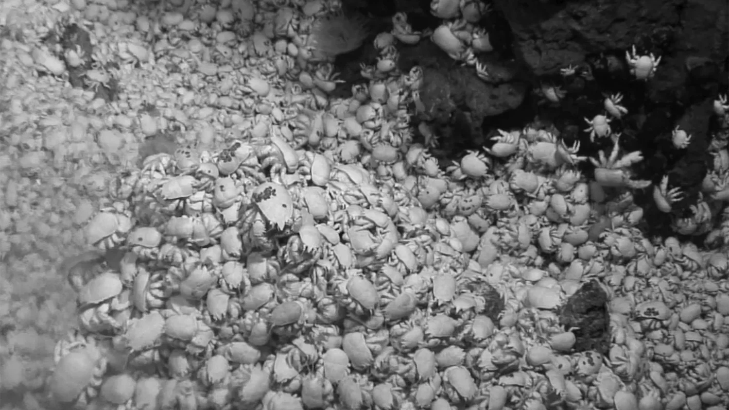 ROV image of Yeti Crabs ( Kiwa tyleri ) in Antarctica by NERC.