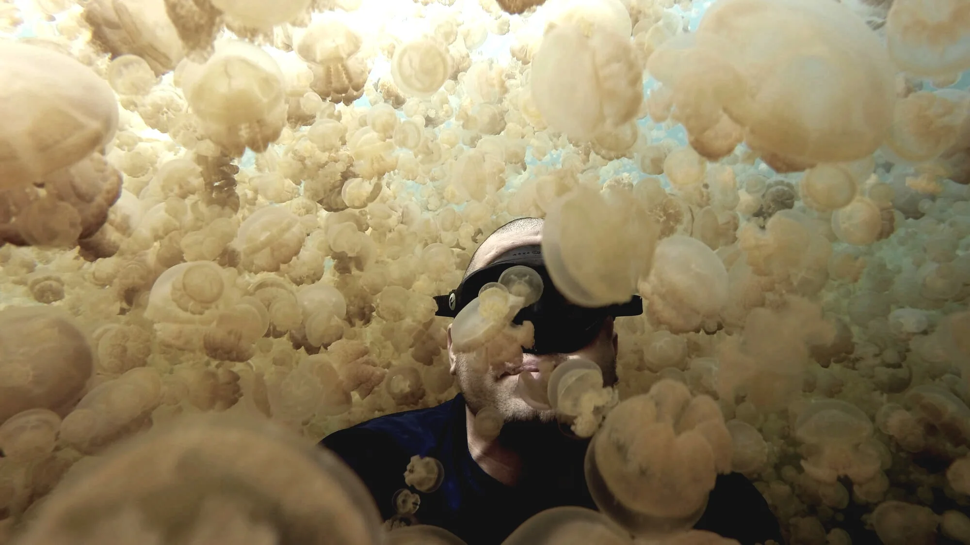 A lake full of golden jellyfish