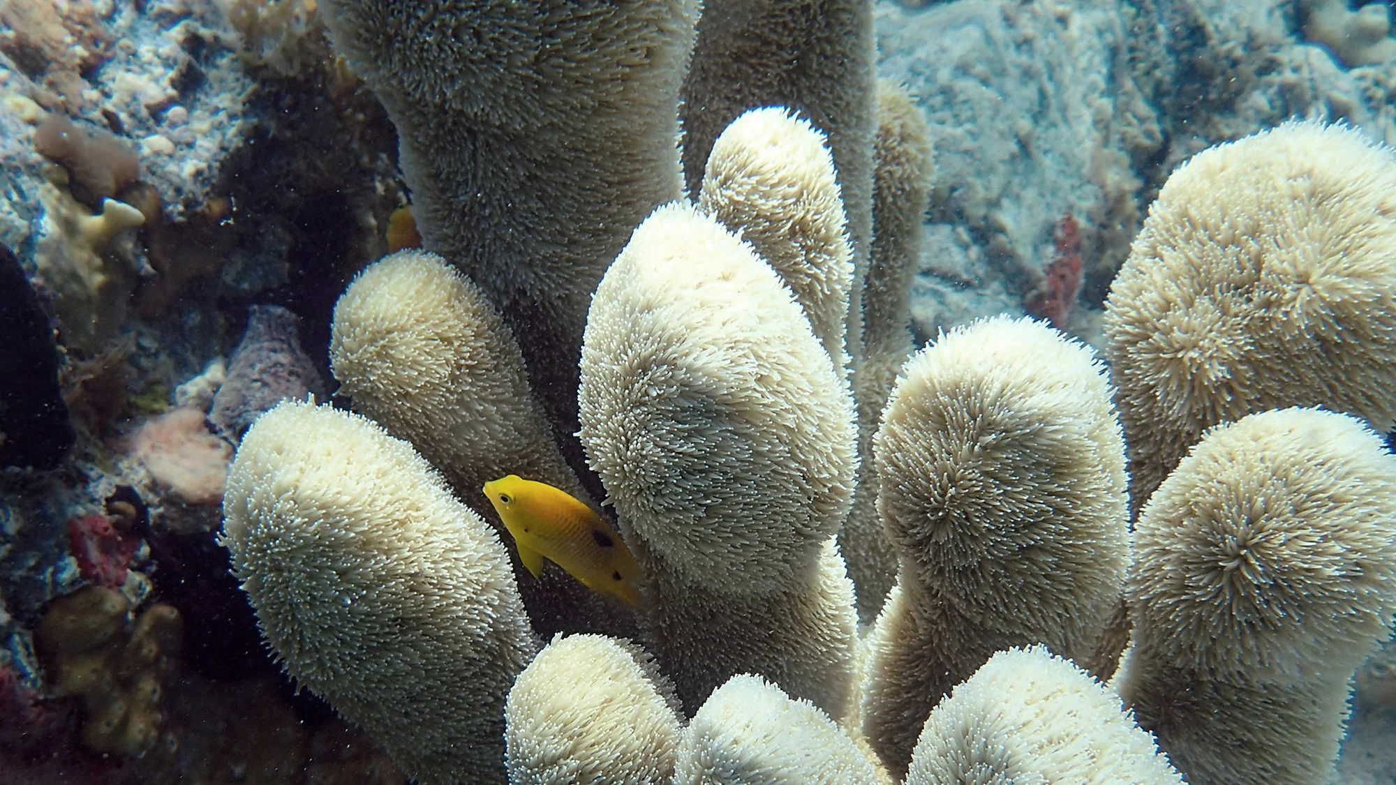 Pillar coral is listed as threatened under the Endangered Species Act. Photo by NOAA