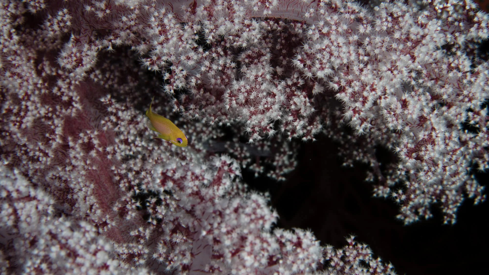 The ocean's most productive long-term relationship