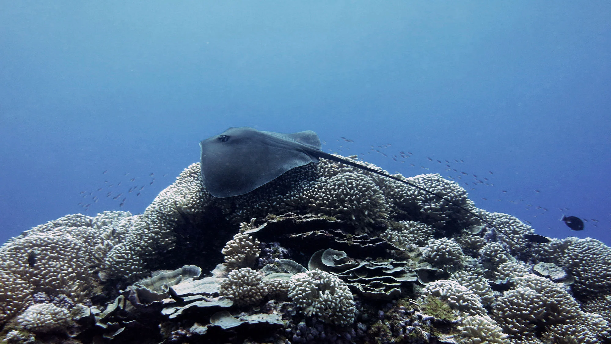 Photo by NOAA