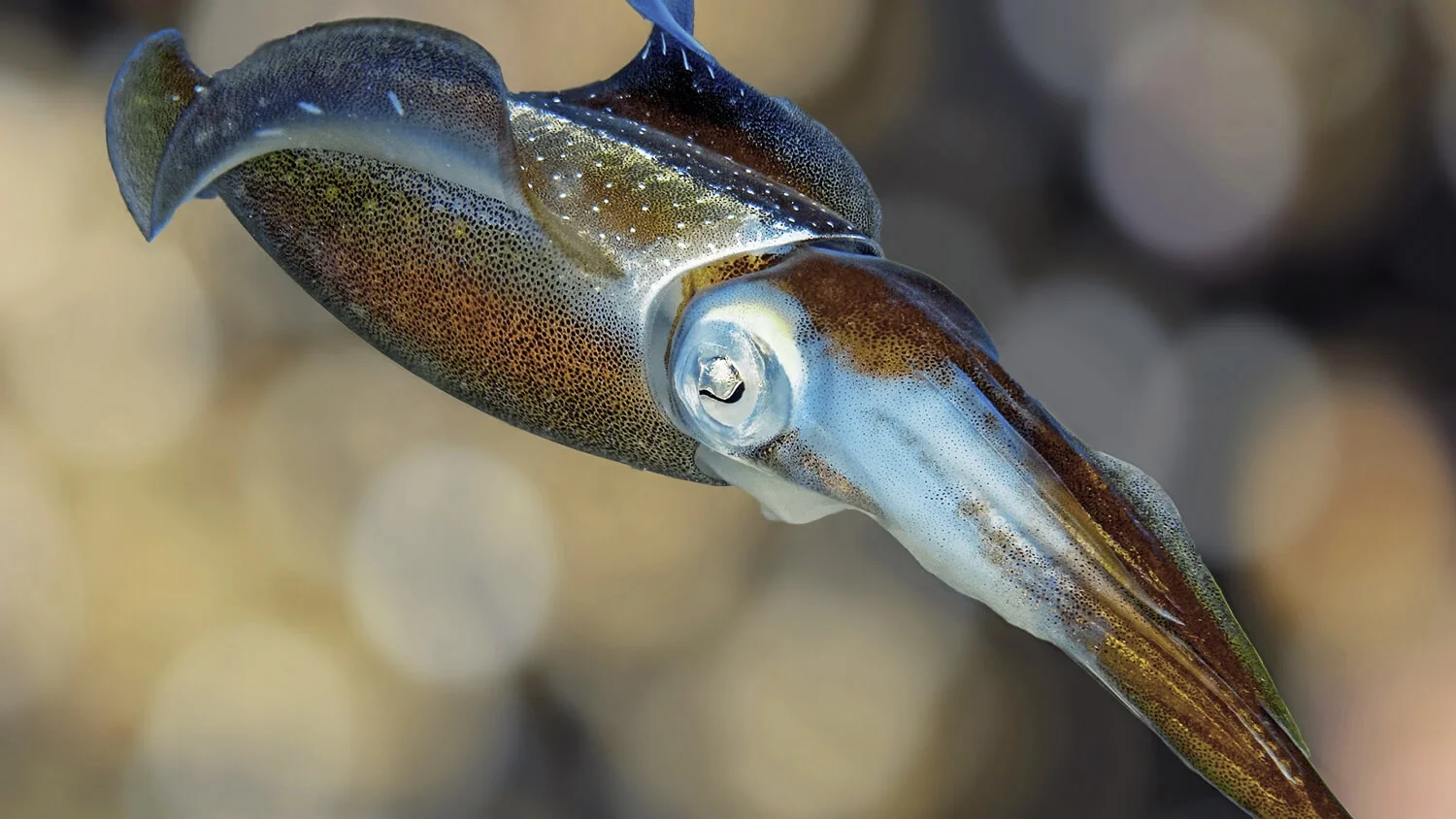 Caribbean Reef Squid ( Sepioteuthis sepioidea ) by Betty Wills.