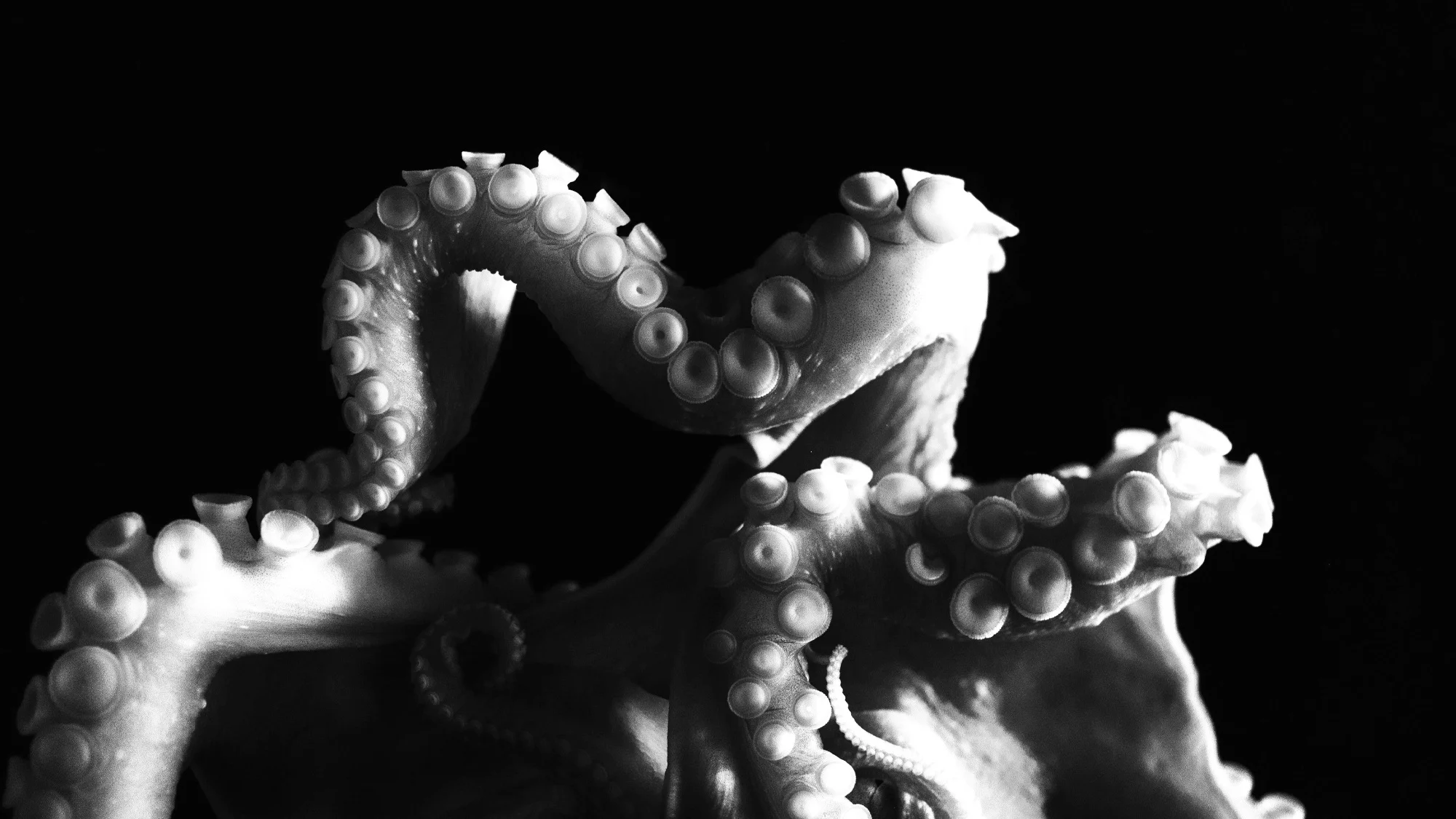 Playlist: Octo Vibes 