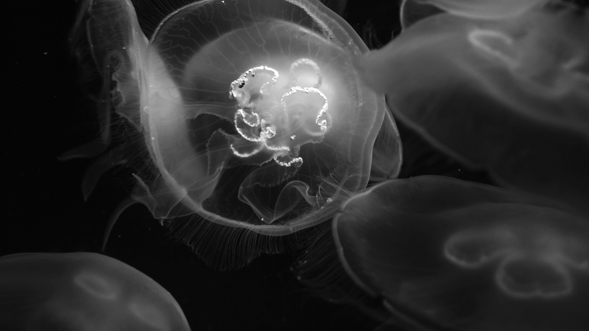 State of the Oceans —&nbsp;Log 28