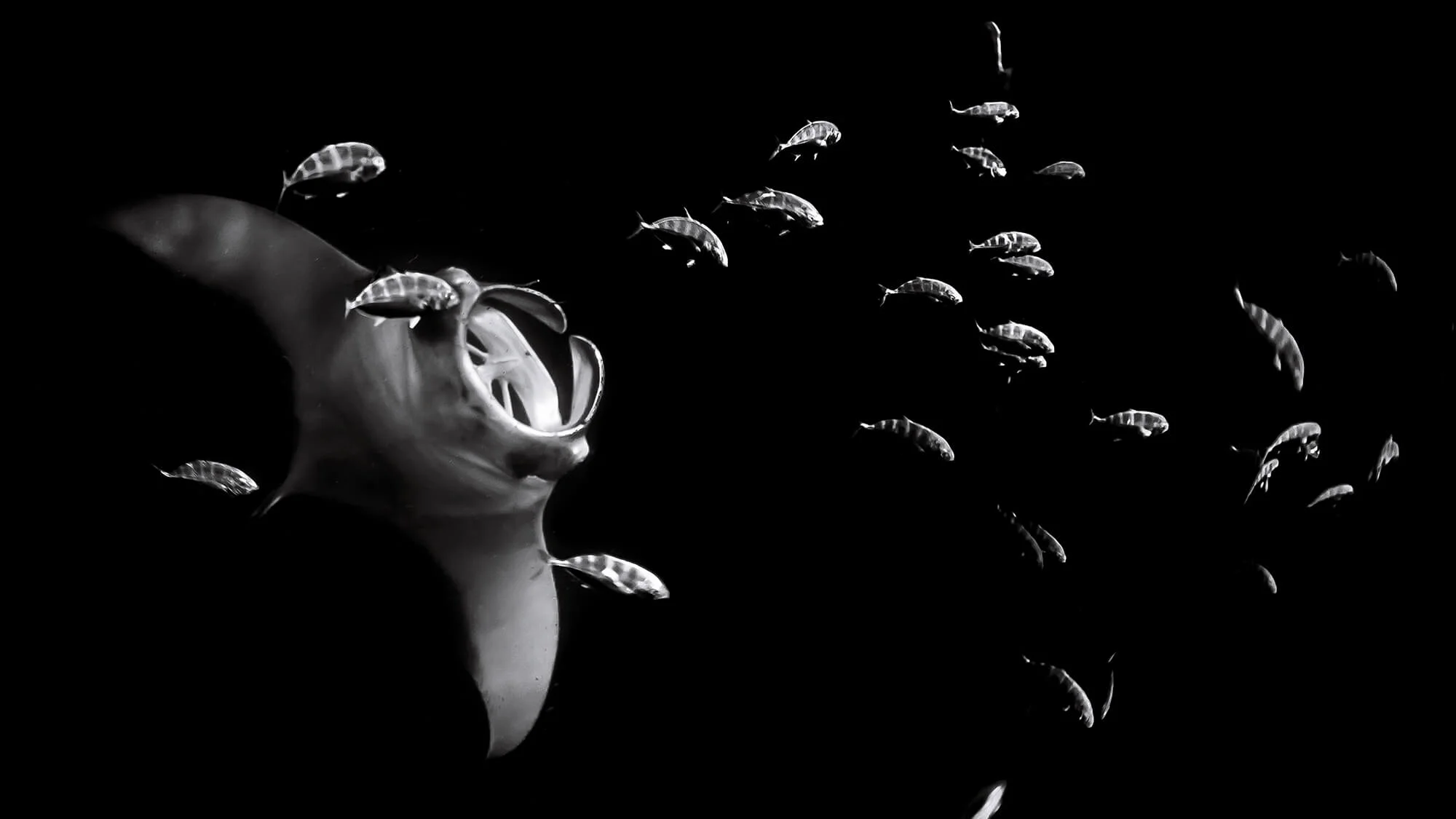 Silent Kingdom: A World Beneath the Waves