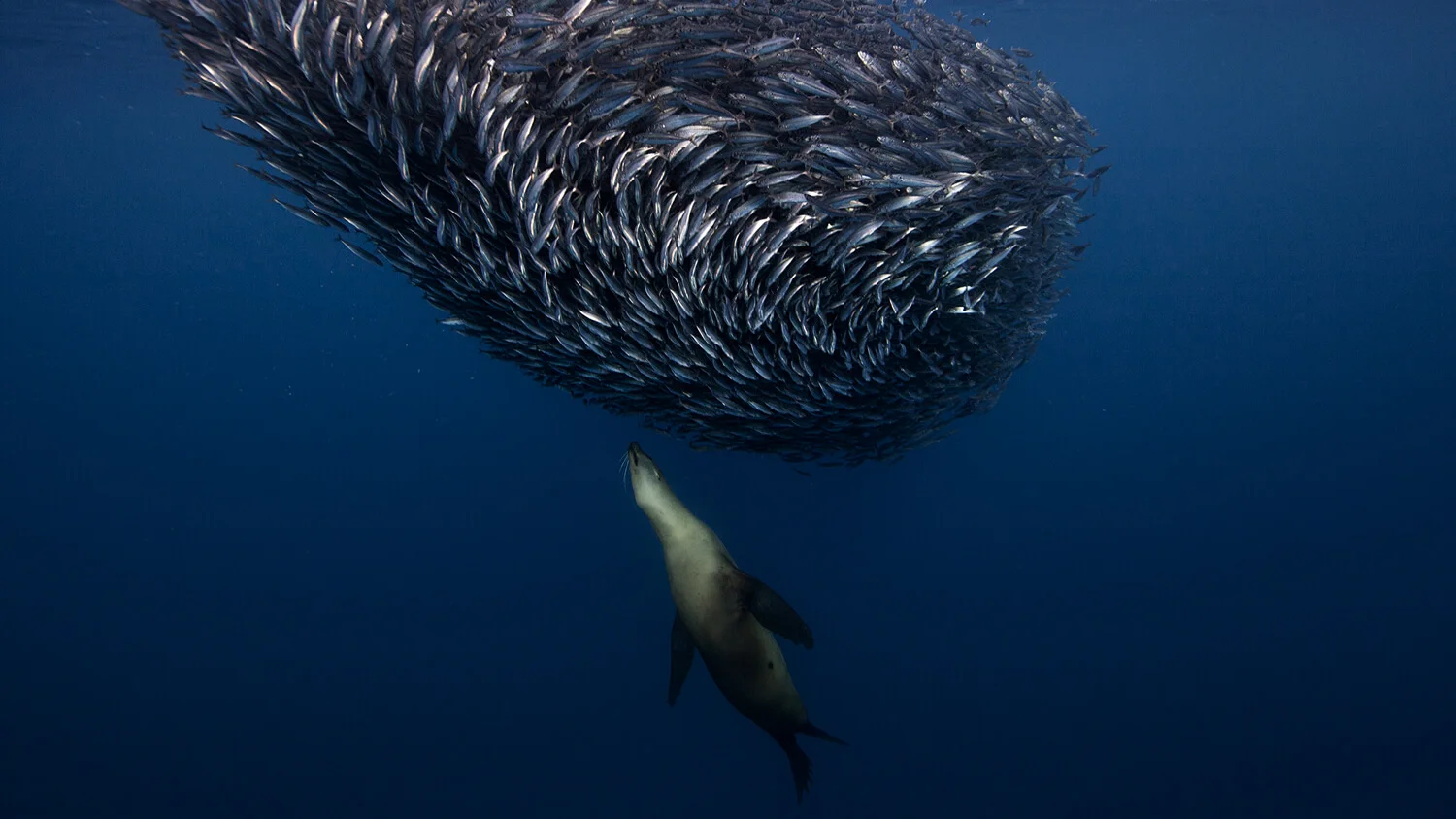 Photo by Jorge Cervera Hauser. Header photo by Rick Miskiv.