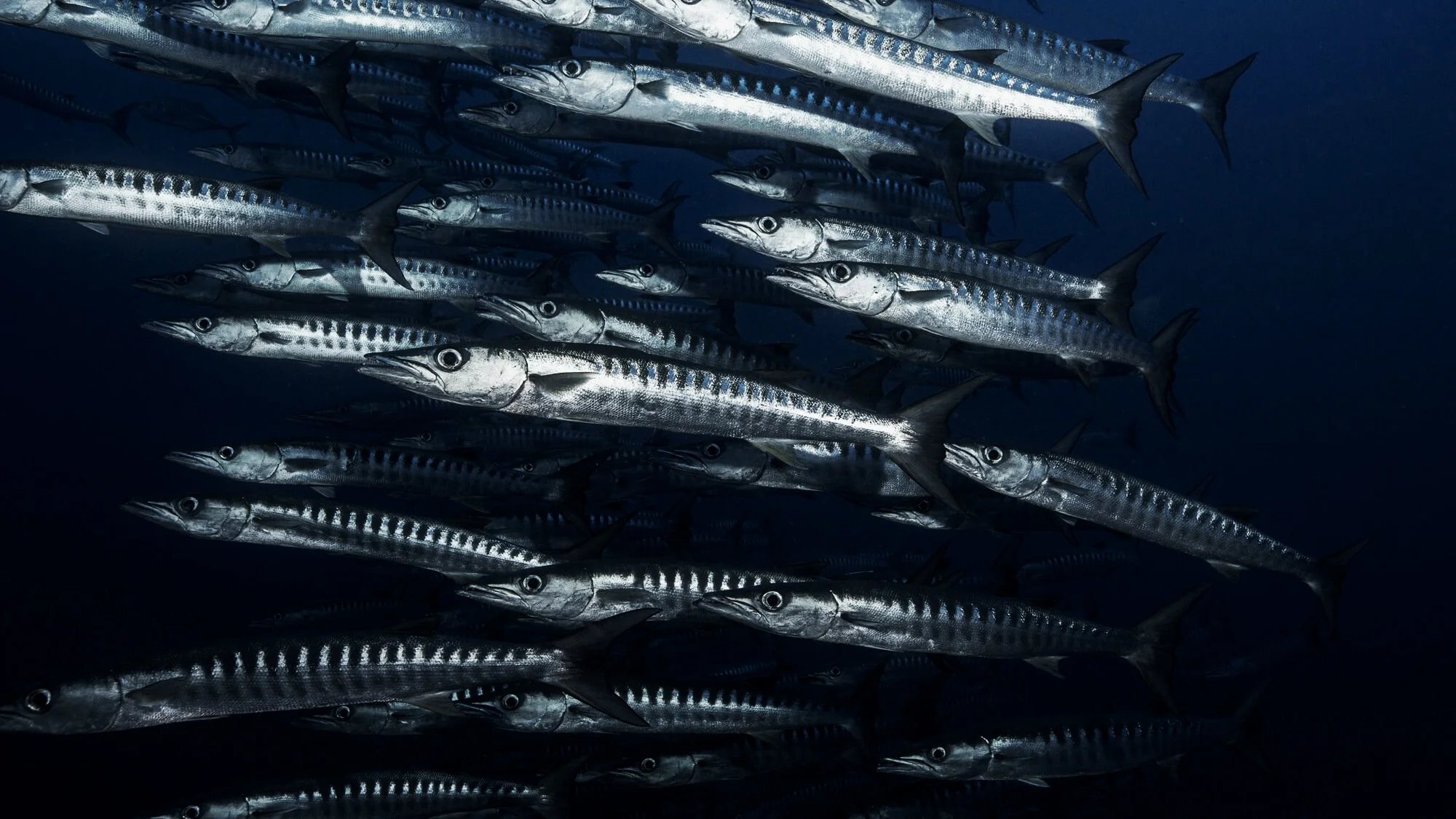 State of the Oceans Special: One Million Species At Risk