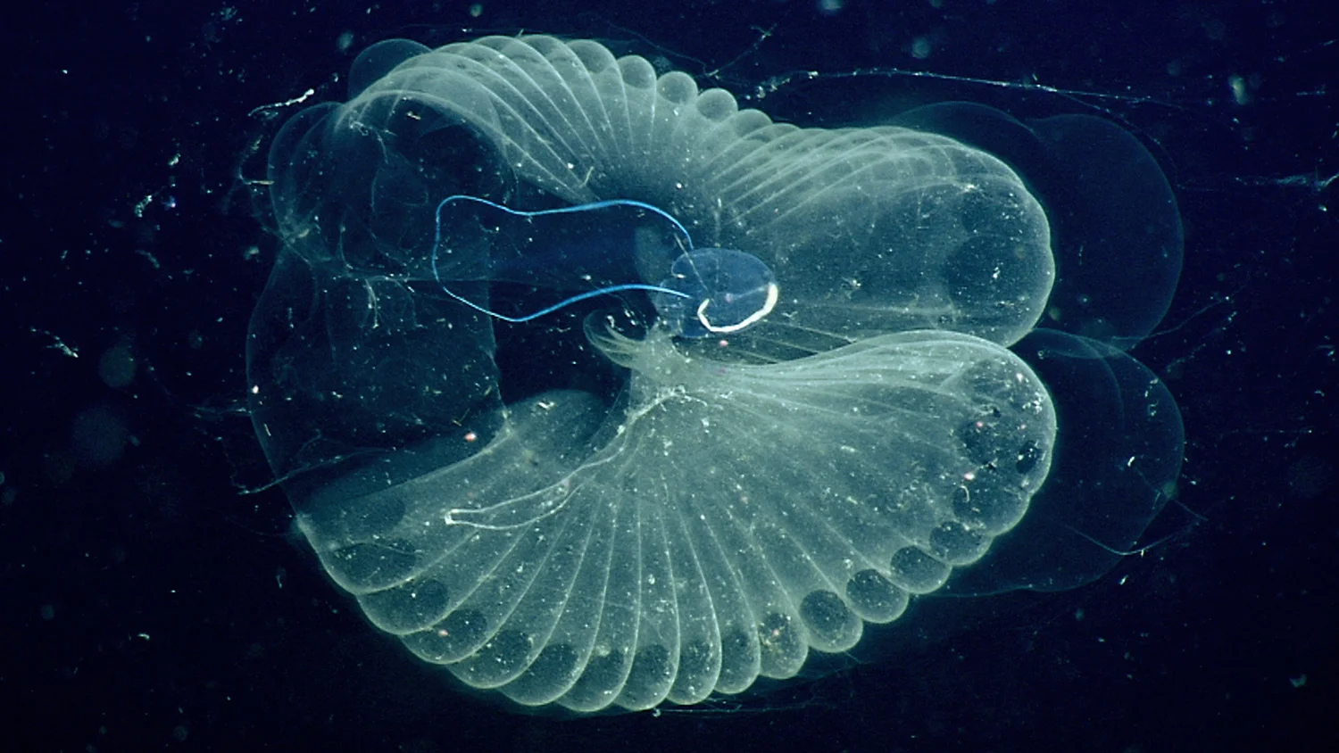 Photo © MBARI