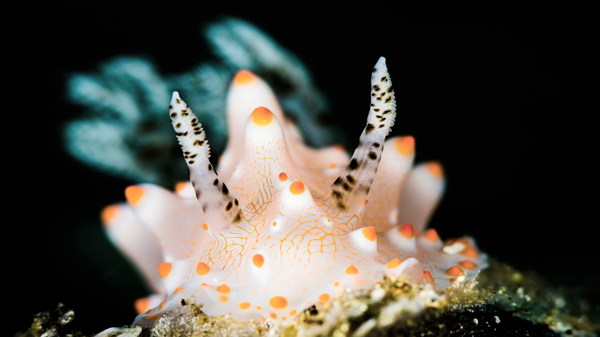 Ocean wonders: Nudibranchs