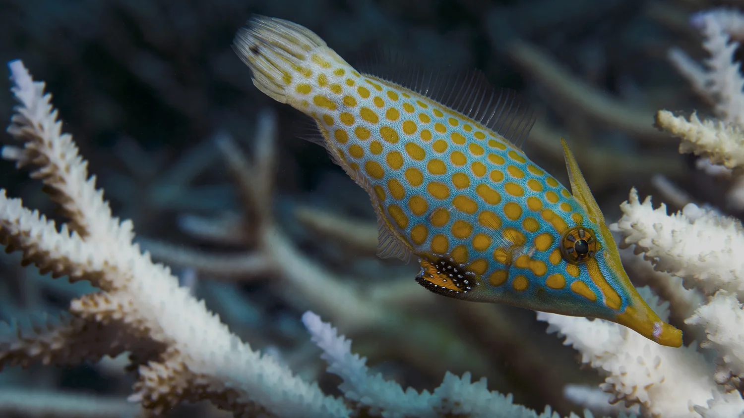 Photo by: The Ocean Agency