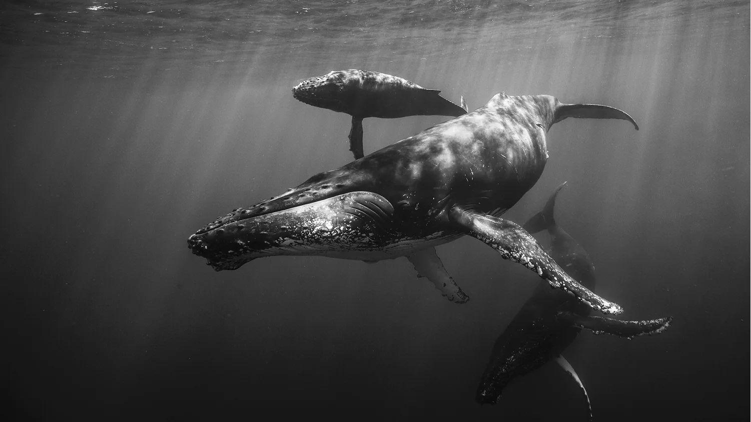 Photo by Gabriel Barathieu