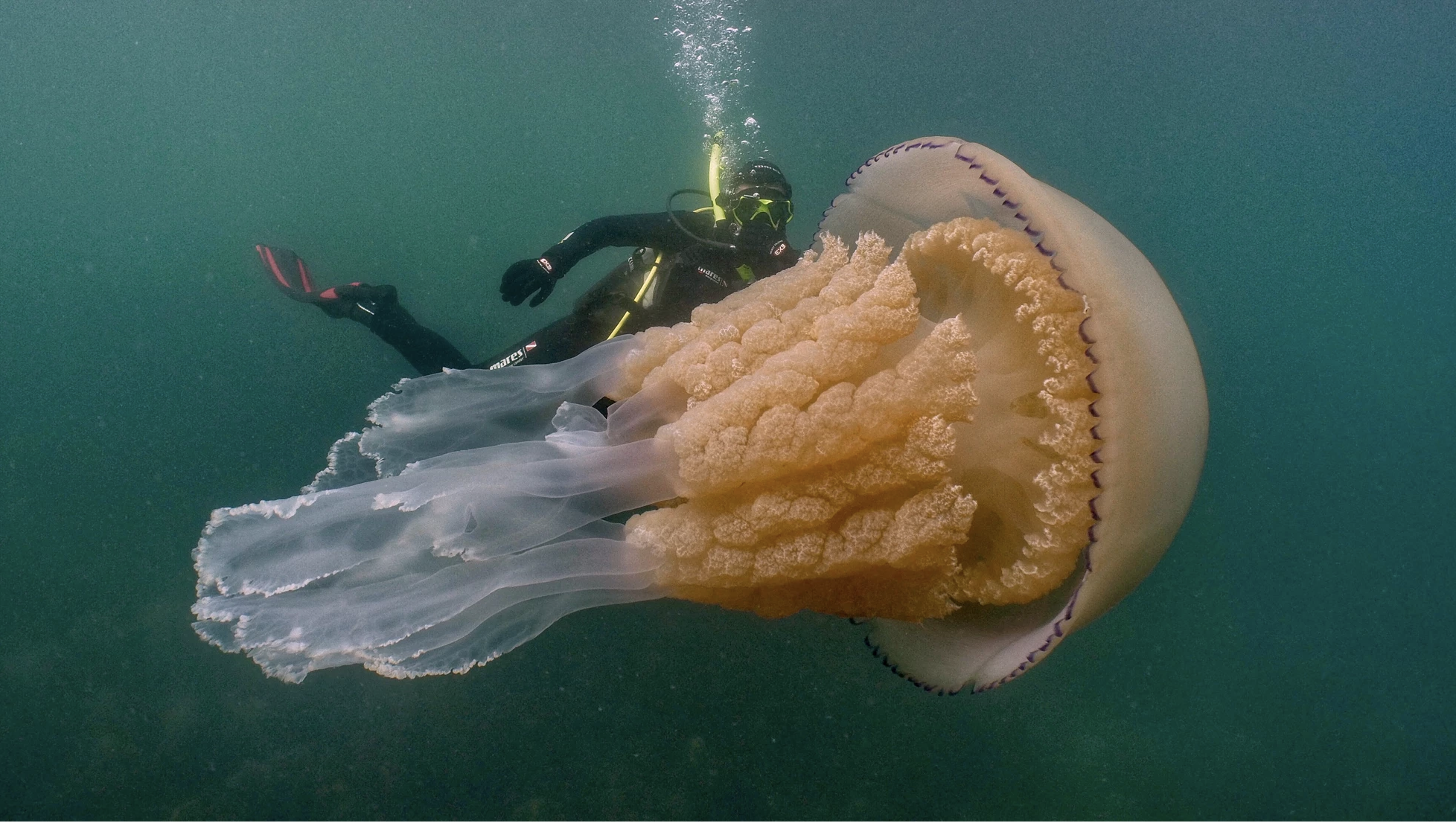 Ocean Wonders: Barrel Jellyfish