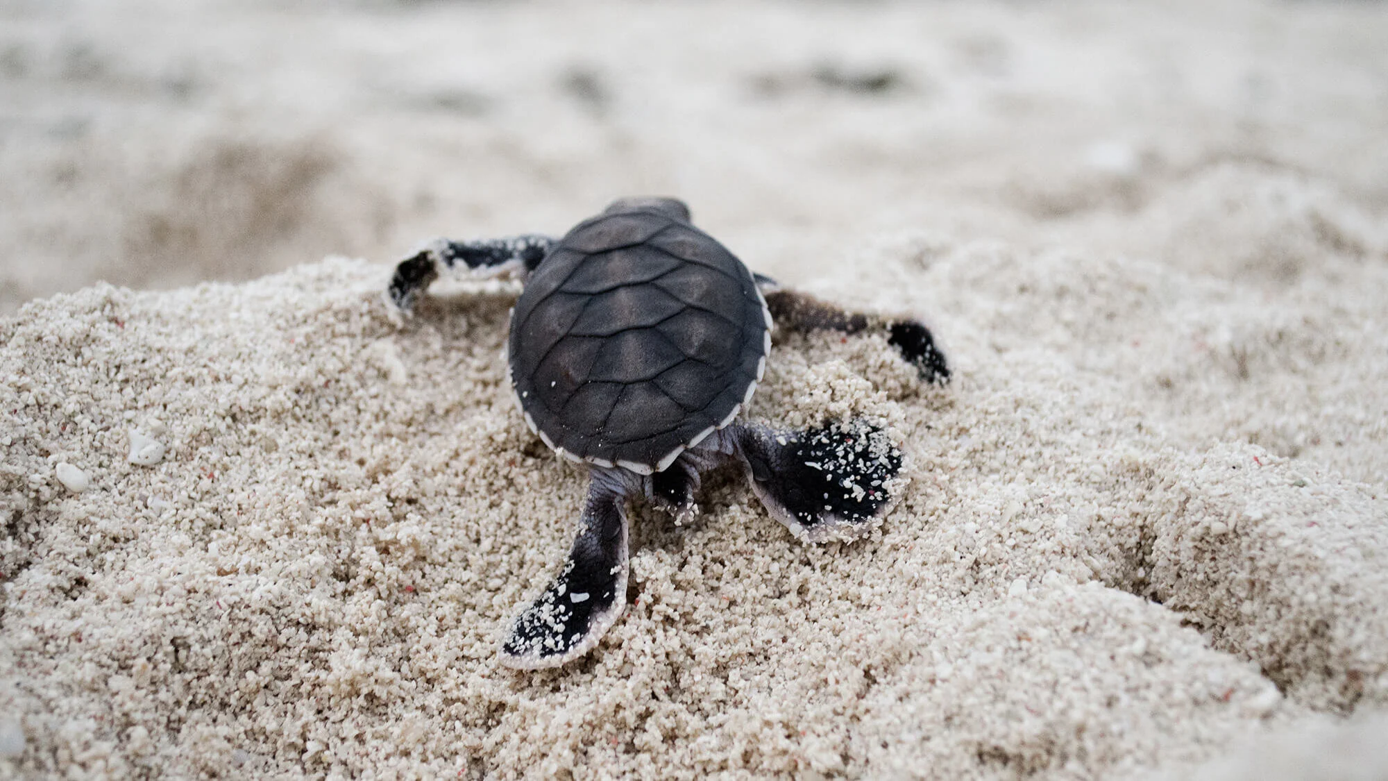 Intercepting plastic to save sea turtles
