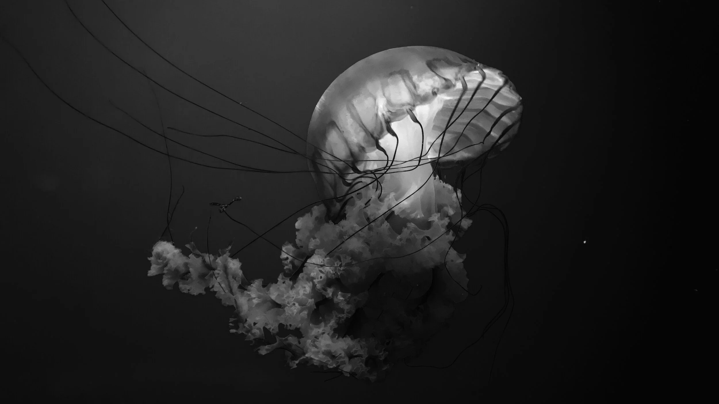 Ocean Wonders: The Immortal Jellyfish