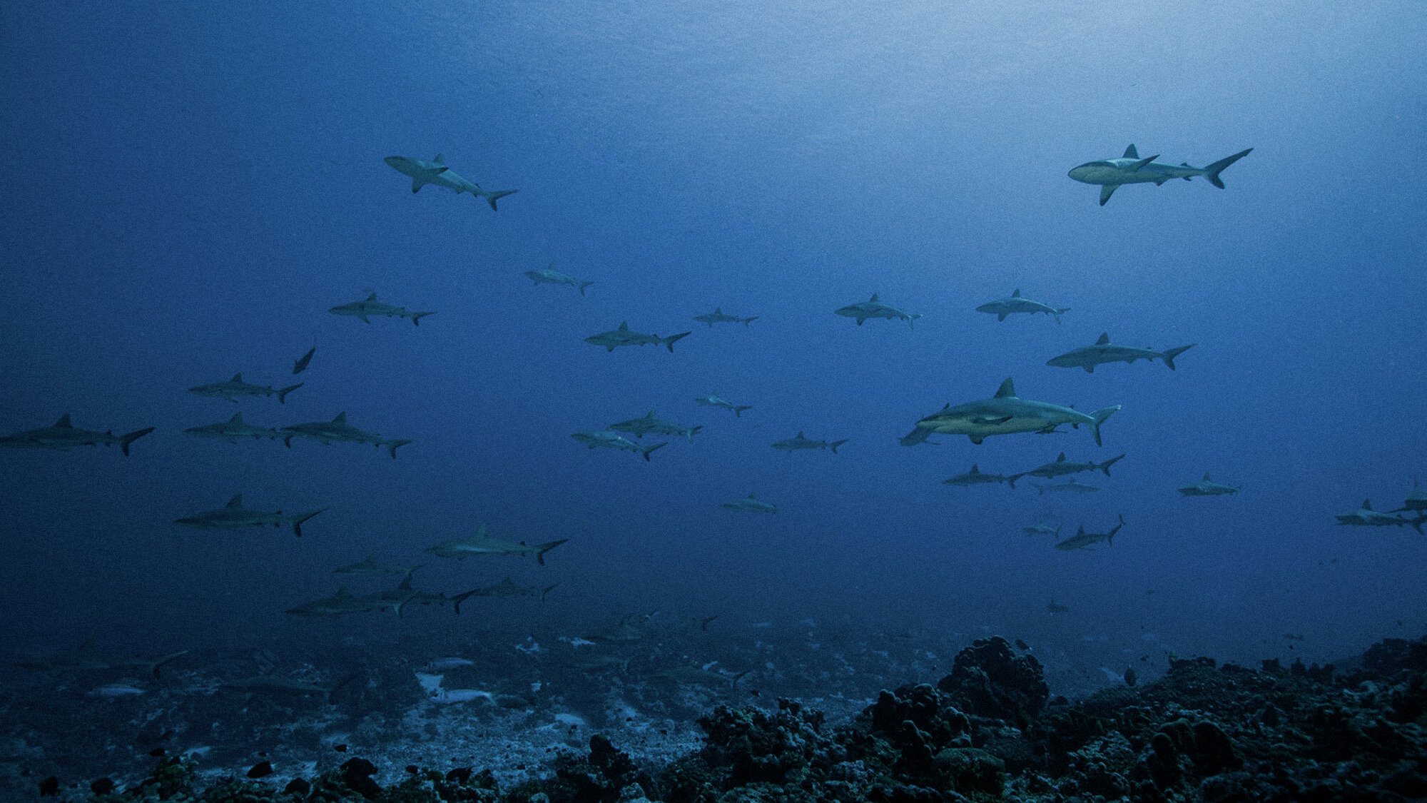 State of the Oceans — Log 93