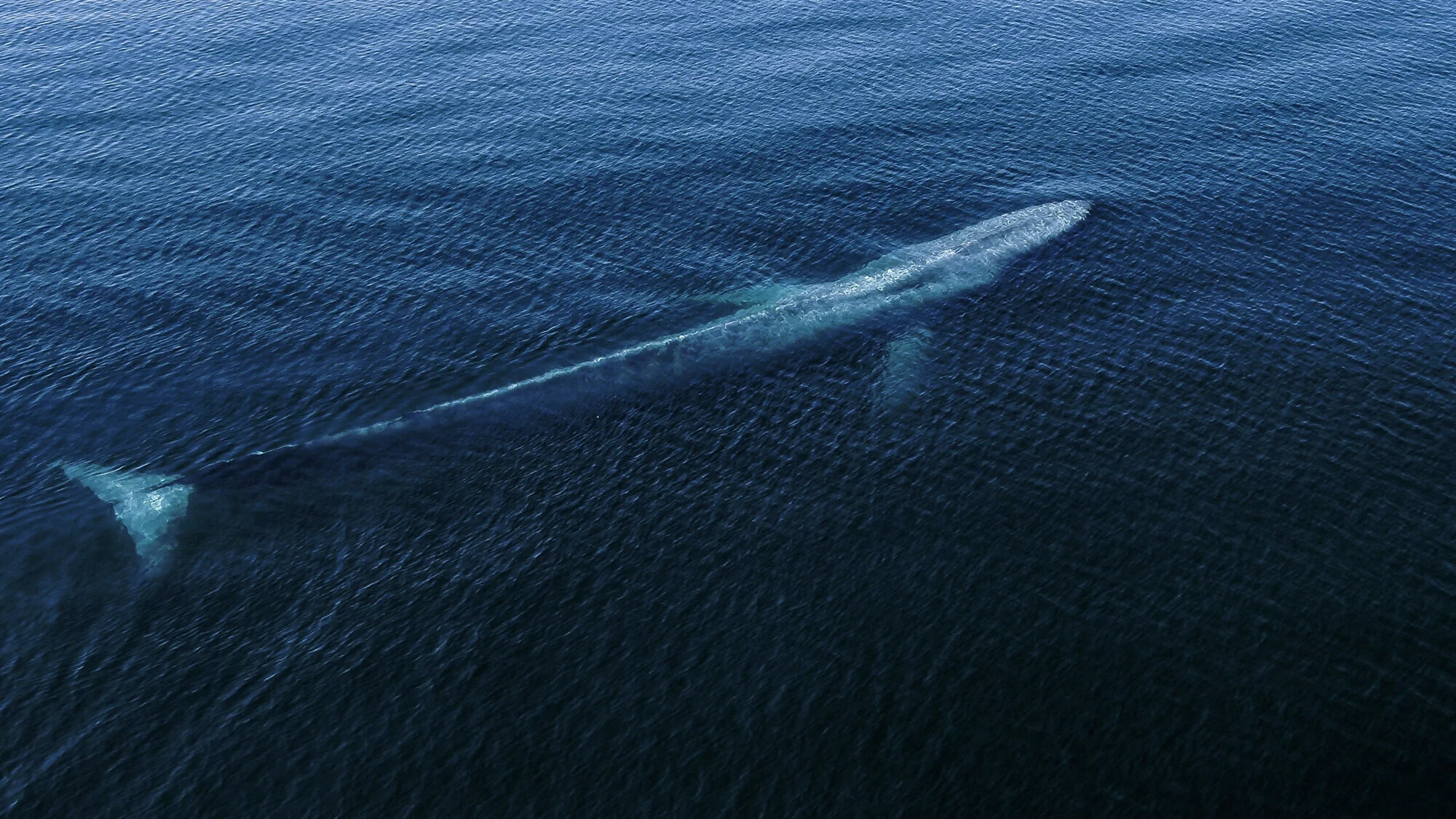 State of the Oceans — Log 94