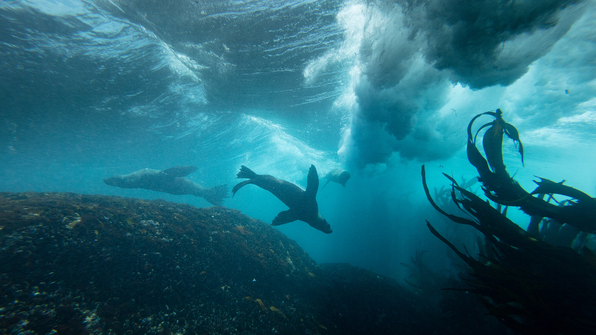 Talisker x Parley: Rewild Our Seas