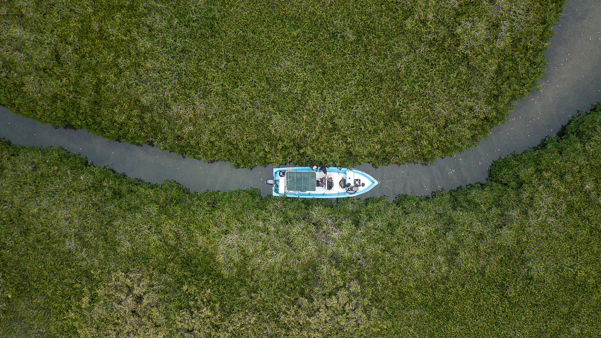 Mangroves: Oases of Complexity