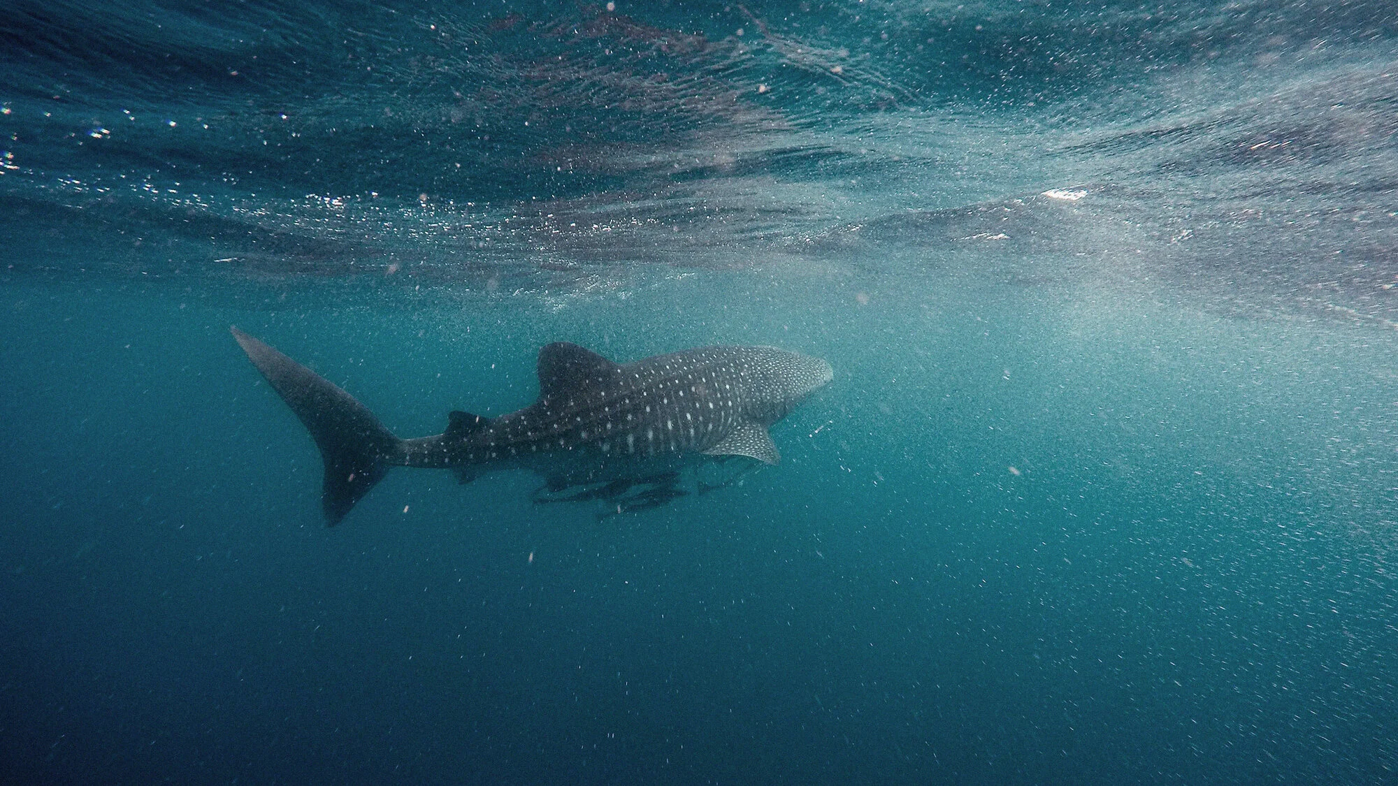Women and Girls in Marine Science