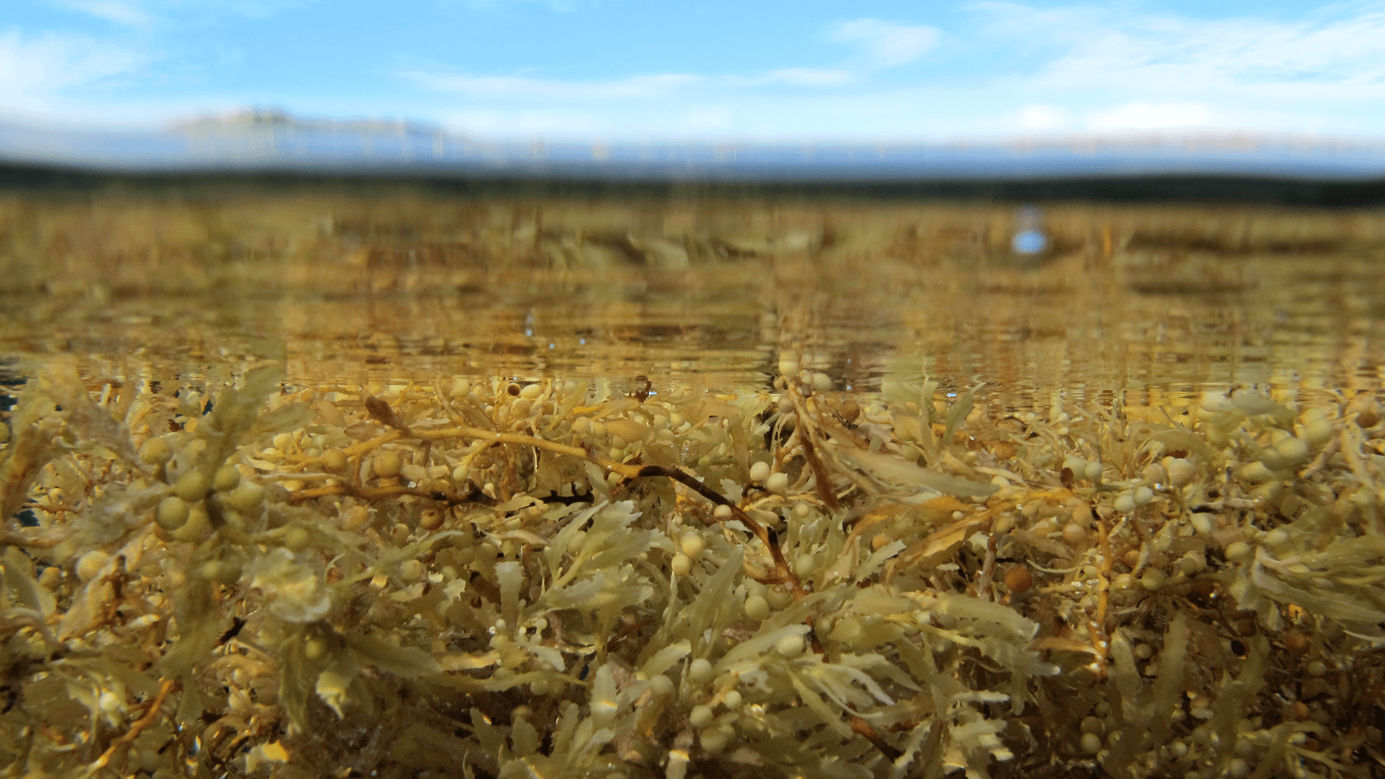 Sargassum Seas
