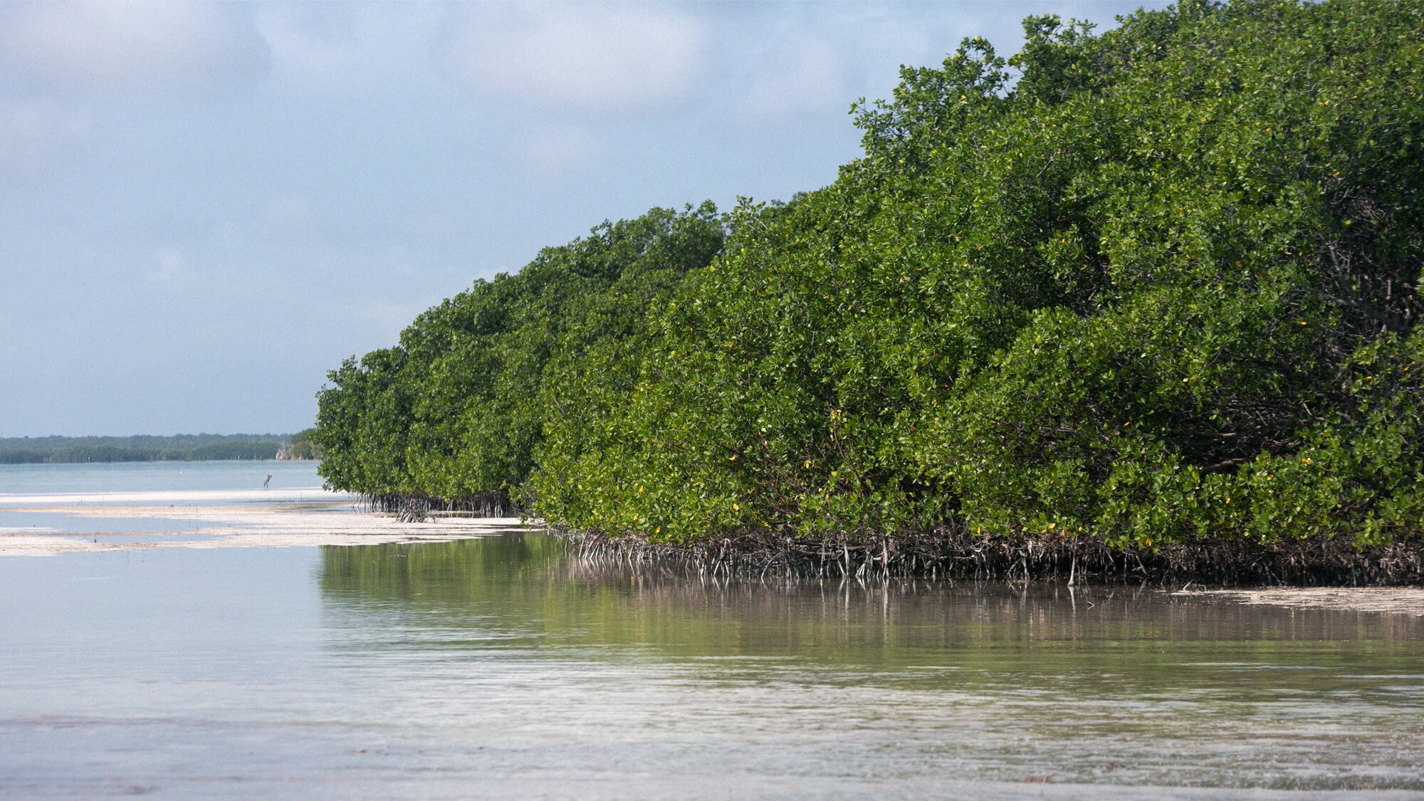 A deep dive into mangroves – and how to save them