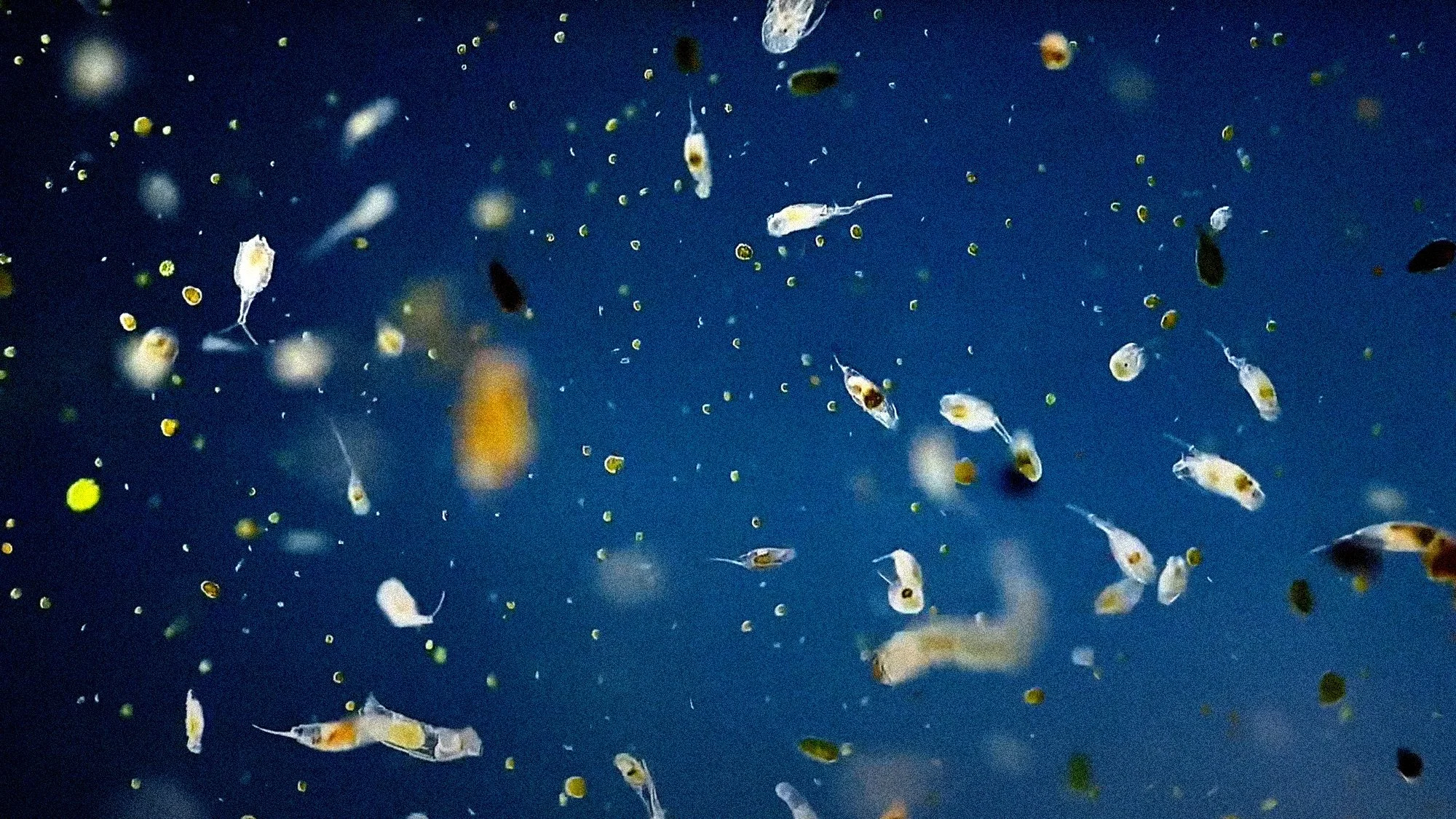 The microbiologist blowing up Instagram with her close up videos of tardigrades