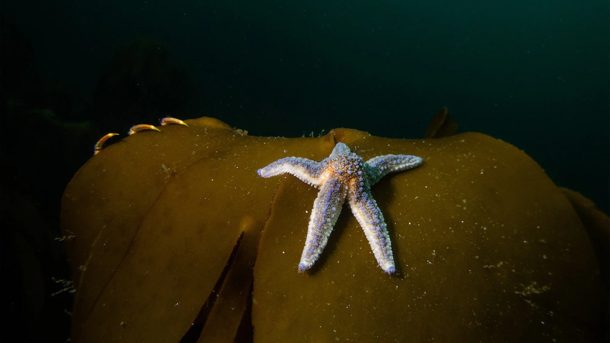 IN FOCUS: FAINE LOUBSER