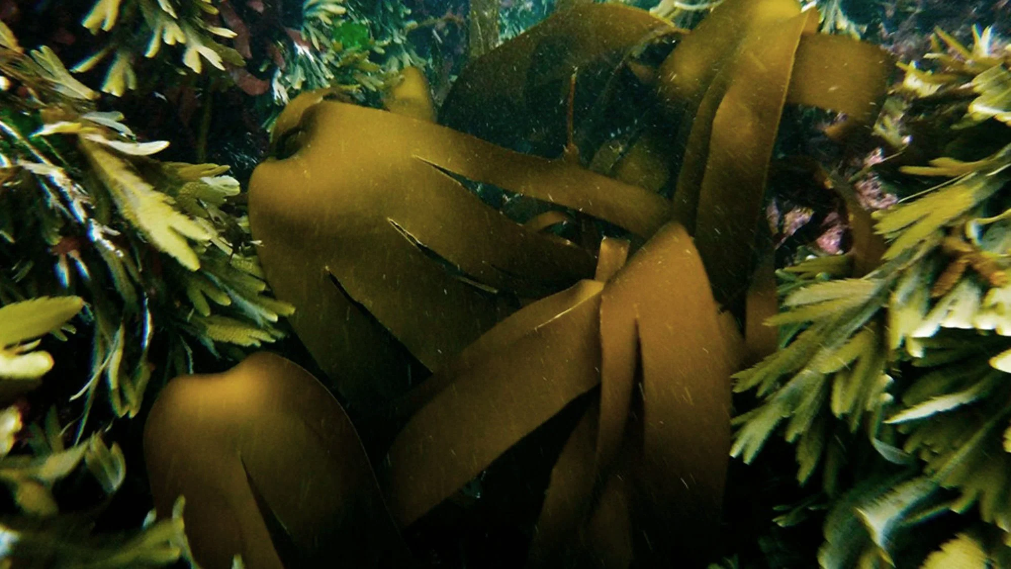 Blue Carbon: What a scientist wants you to know about seaweed