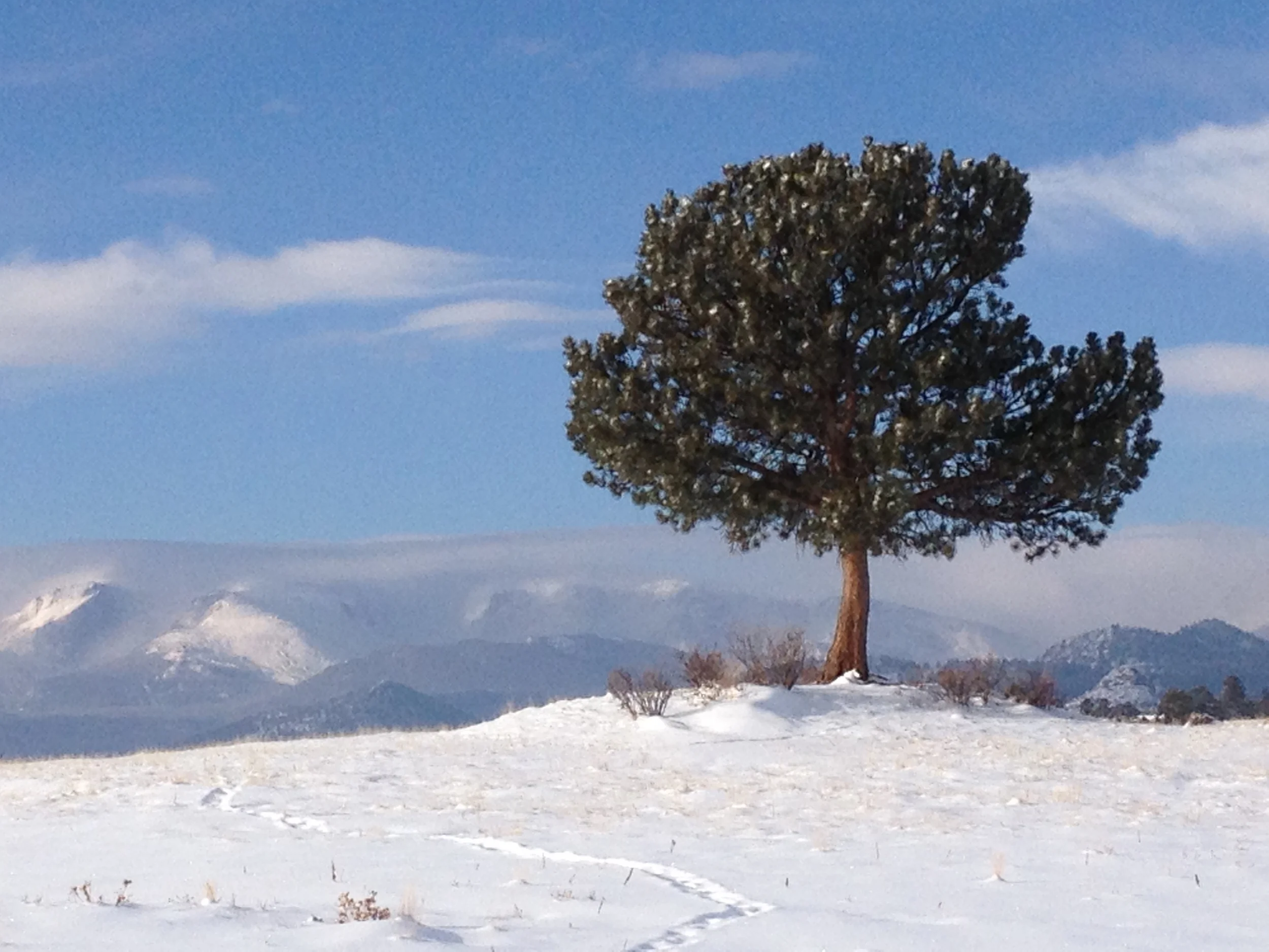 Christmas Morning Snow, Estes Park CO